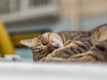 Close-up of cat sleeping
