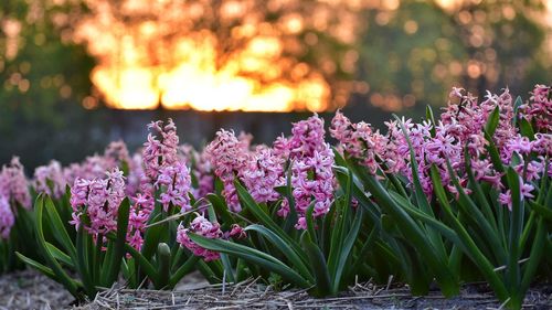 Hyacinths fields in lisse holland