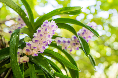 Close-up of pink flowering plant