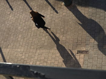 High angle view of lizard on shadow