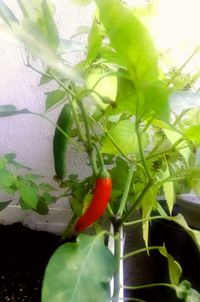 Close-up of fruit on tree