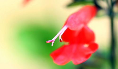 Close-up of red pollinating flower