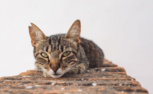 Close-up portrait of tabby cat against clear sky