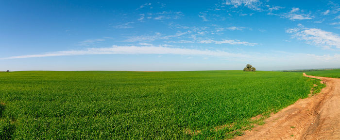 Scenic view of agricultural field against sky