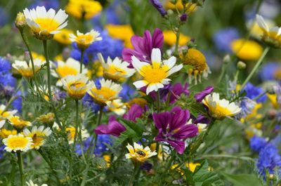 Close-up of yellow flowering plants in garden