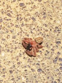 Close-up of crab on ground