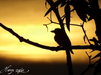 Close-up of silhouette bird on branch during sunset