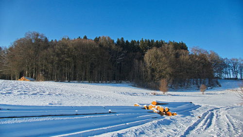 Dog on snow covered field against clear blue sky