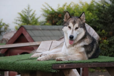 Portrait of dog relaxing outdoors