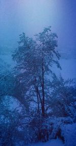 Trees against sky during winter