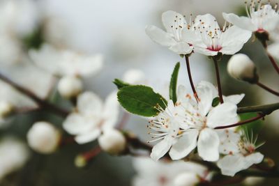 Close-up of white flowers