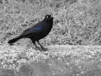 Bird perching on a field