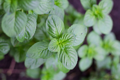 Mint leaves in the organic garden plant