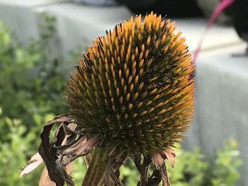 Close-up of wilted plant