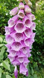 Close-up of pink flowering plant