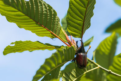 Beetles cling to kratom leaves, which is a thai herbal plant.