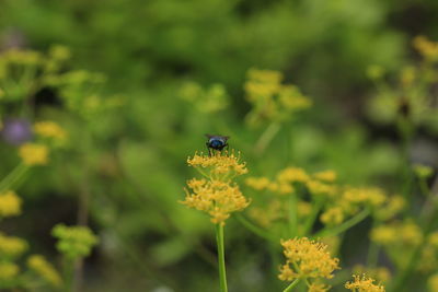 Close-up of ladybug on flower