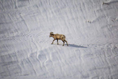 Side view of horned mammal walking on snow covered land