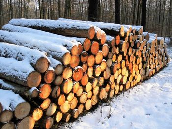 Stack of logs in snow