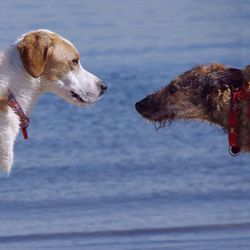 Two dogs facing each other