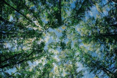 Low angle view of flowering trees against sky