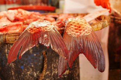 Close-up of food in water