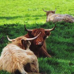 Highland cattle relaxing on grassy field