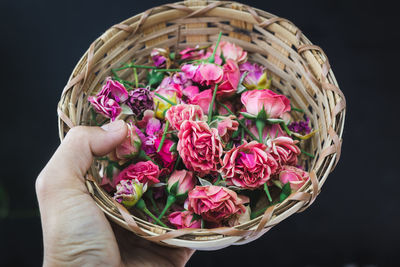 Close-up of hand holding pink roses against black background