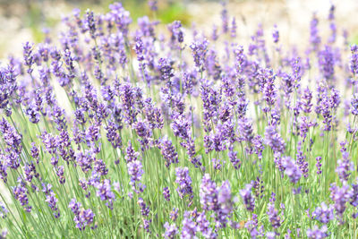 Close-up of purple lavender flowering plants in field 
