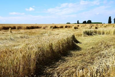 High angle view of stalks in field against sky