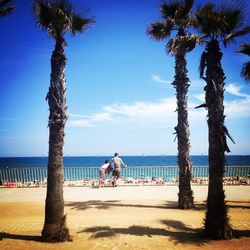 Palm trees on beach