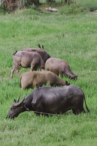 Horses lying on grassy field