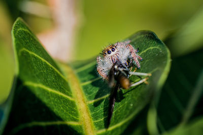 Close up a jumping spider on green leaf in morning.