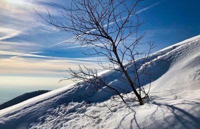 Bare tree on snowcapped mountain against sky