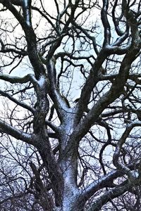 Low angle view of bare tree against sky