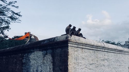 Low angle view of bird perching on building against sky