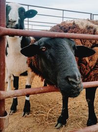 Close-up of cow standing on field