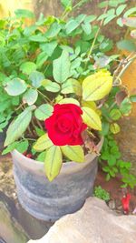 High angle view of rose plant