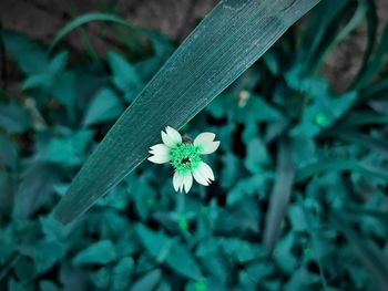 Close-up of white flowering plant