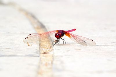 Close-up of dragonfly