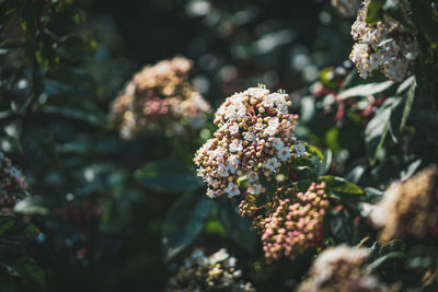 Close-up of flowering plant