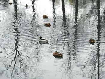 High angle view of ducks swimming on lake