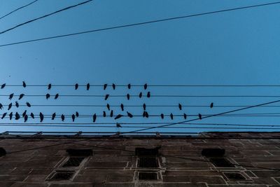 Low angle view of birds perching on cable against sky