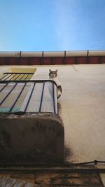 Low angle view of cat sitting on railing at balcony