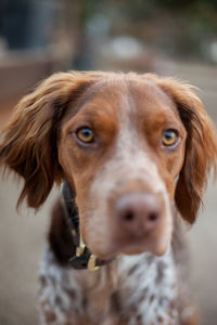 Close-up portrait of dog