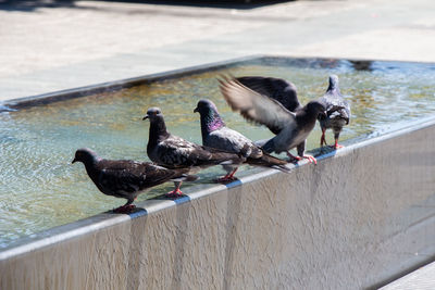 High angle view of birds perching on wood