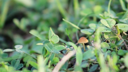 Close-up of fresh green plants growing on field