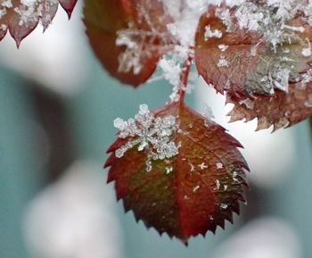 Close-up of frozen leaf during winter