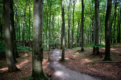 View of trees in forest