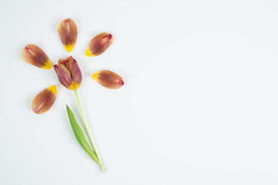 Close-up of flower over white background